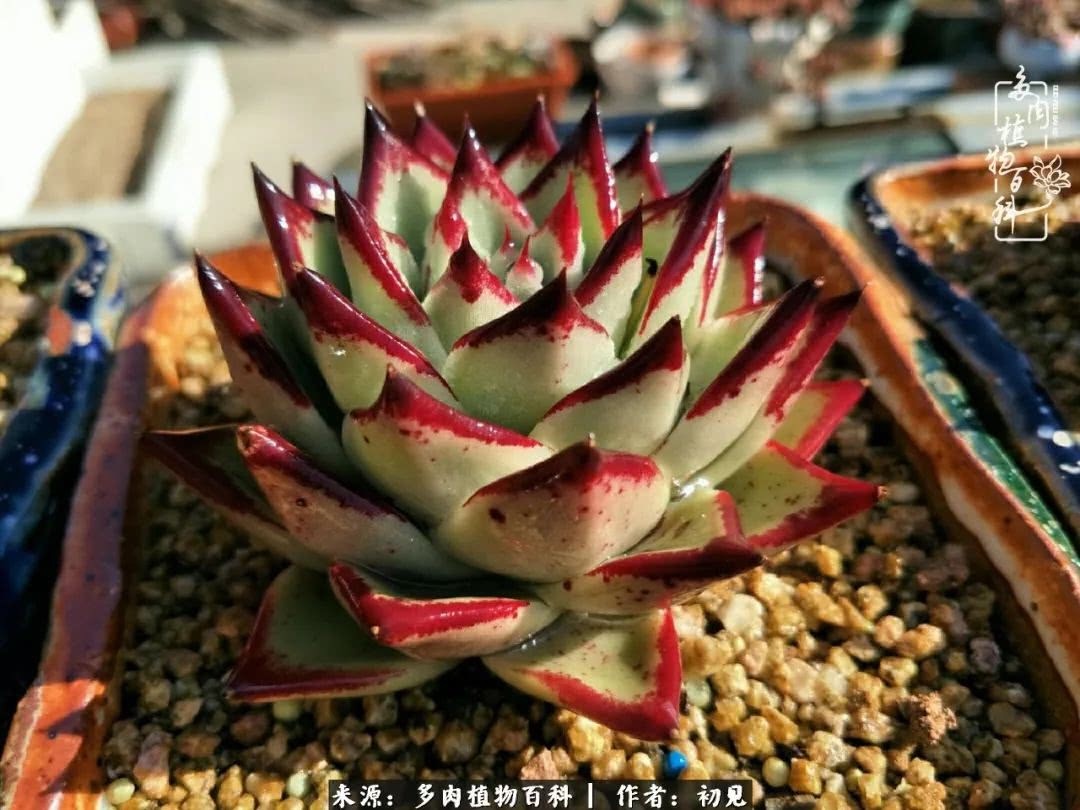 养多肉四周年,从初见到爱恋!幸福一直藏在浅薄的日子里!