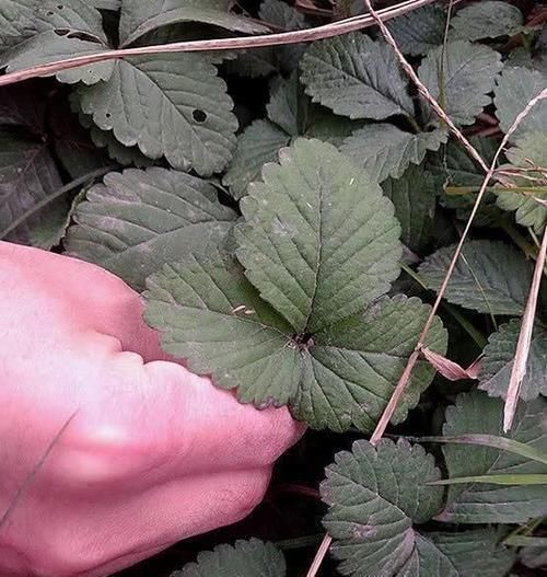 盆栽|路边发现一大片“野草”，是治咳嗽的好药，扯一把盆栽，沾土就活