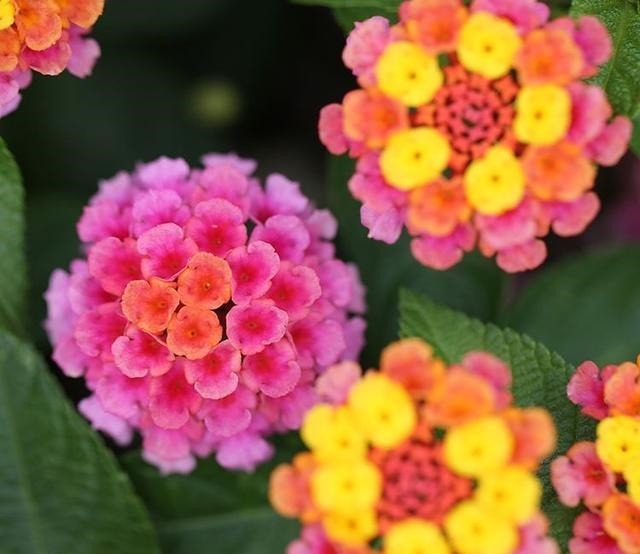 家里养花“别瞎买”,5种花是“有毒”的,对大人小孩都不好