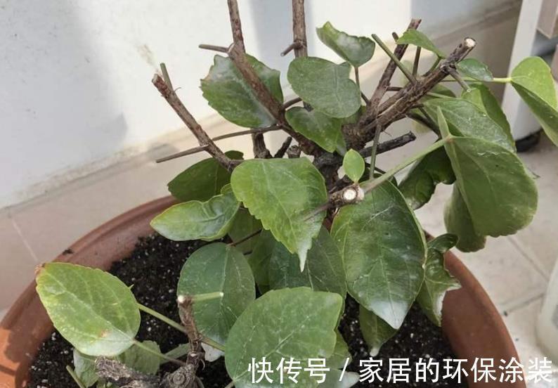 浇花|一把黄豆、一些果皮,囤上2个月,制成万能水肥,养花赚大了