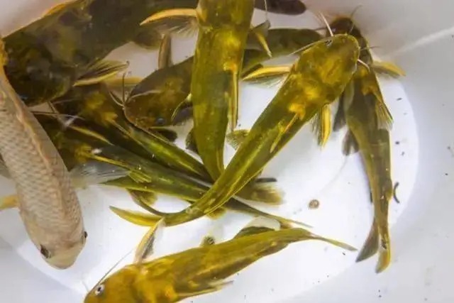 天一冷,黄骨鱼怎么钓?用这一招,比钓鲫鱼还过瘾