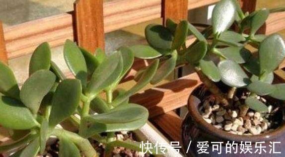 3种花不用买，捡个枝插盆里，生根快，易成活，轻松长满盆