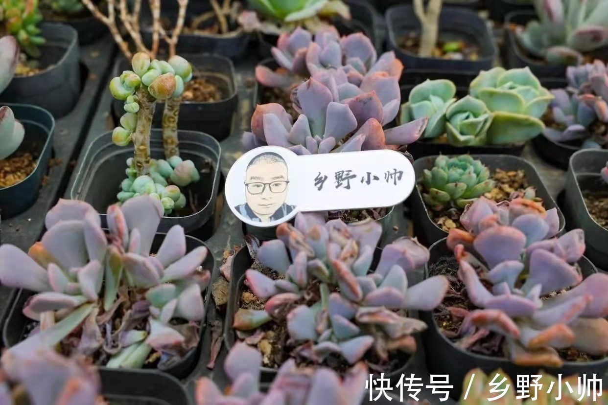 雪莲|雪莲、雪精灵、洛神,“三大神仙多肉”比美。你更喜欢哪一个?