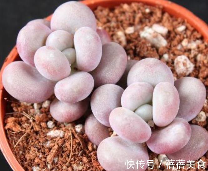 盘点6种粉色系多肉,个个长得胖乎乎,皮实好养又可爱