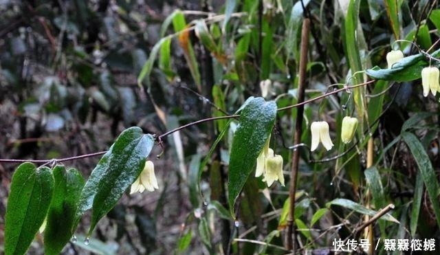 藤本皇后|若在山里遇见它,请别犹豫,马上移栽家中,值得你这么做!