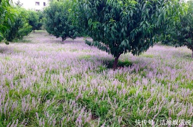 5种花最好别养,根钻得到处都是,砍都砍不尽