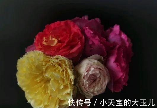 记录一下我养过的花,1000多盆都有啥