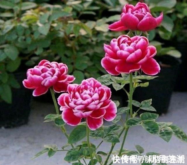 植株|这花开得太漂亮了,简直就是神仙颜值,难怪大家称它为“妖花”!