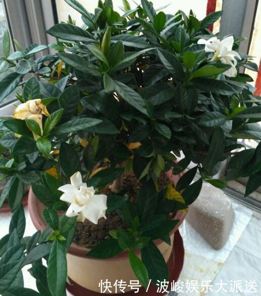 花盆|栀子花养不好可能不是你的问题，挖开花盆看“这里”，你就明白
