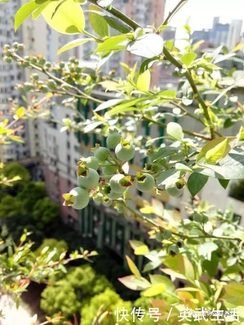 落花落蕾|7种花冬天要“春化”,必须冻满1个月,不然落花落蕾不开花!