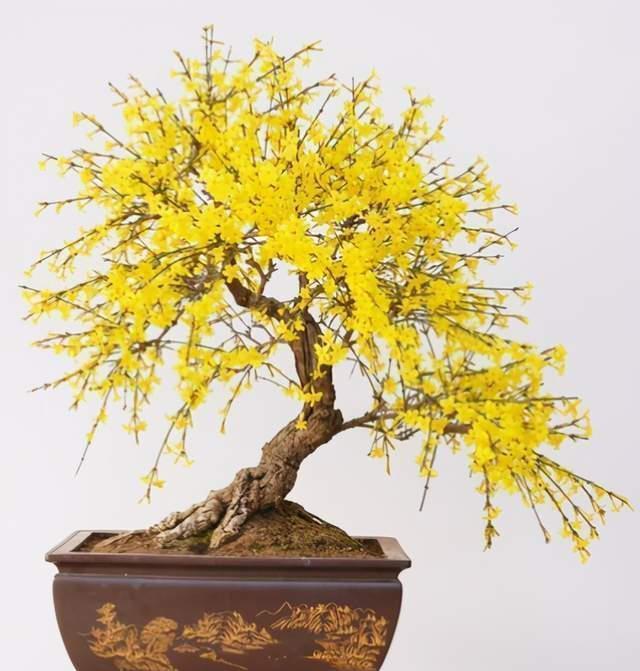 越养越金贵的“4种花”,能活上百年,老了就是“传家宝”