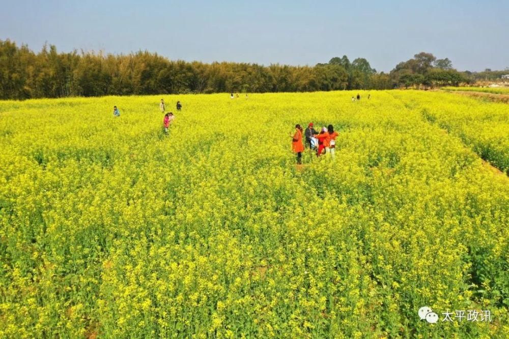 老年|靓！太平镇下黎村近200亩油菜花盛开，刷爆了朋友圈！