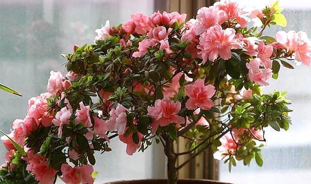 杜鹃花不生长,及时喂点“料”,新芽花苞“蹭蹭冒”,一次开爆花