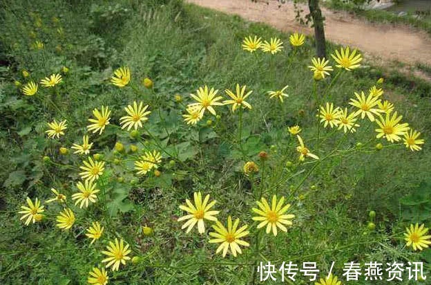 中草药|此种植物是珍贵的中草药，可治湿疹，如今农村集市上20元一斤