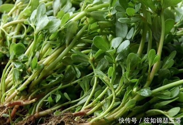 甲状腺|甲状腺有结节的,不妨多吃4种食物,越舍得吃,或许结节散得越快