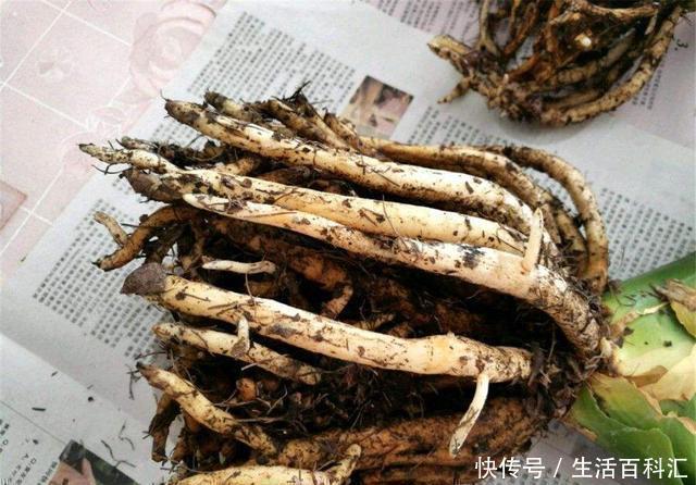君子兰|君子兰总活不过夏天,这3个方面没有做好,每一个都很致命