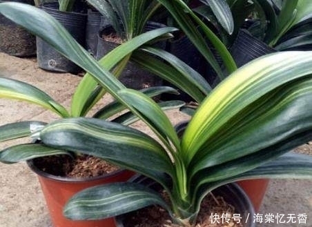 浇水|君子兰长得太慢?夏天这样浇水,再养10年都不是问题