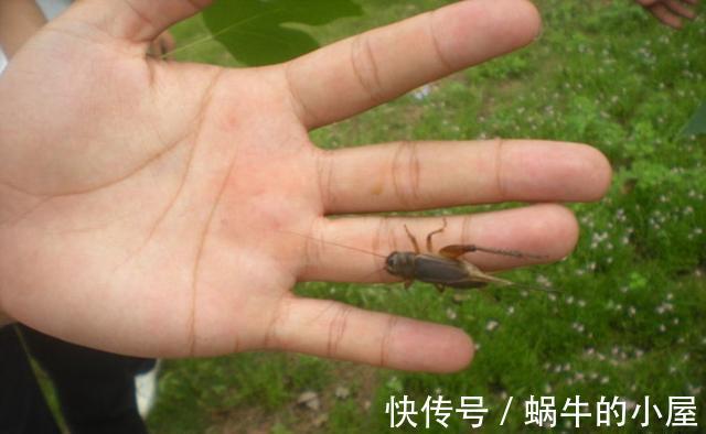 钓法|夏天钓鲤莫大忙，好钓还在菊花黄，用这些钓法，仲秋时节专钓大鲤