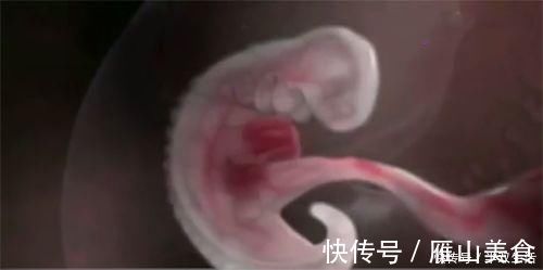 宝宝|怀孕前3个月,胎宝宝都在干什么?原来着床后这么忙,孕妈要了解