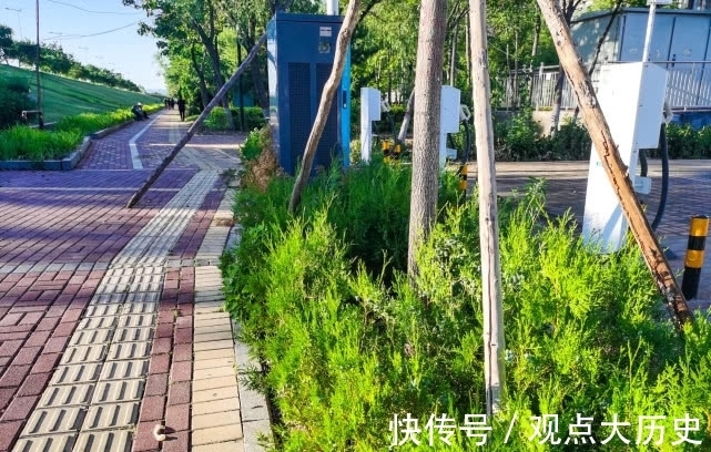 球花|旅行识花,它开花像花又似果,墓地陵园最多却少有人见过它