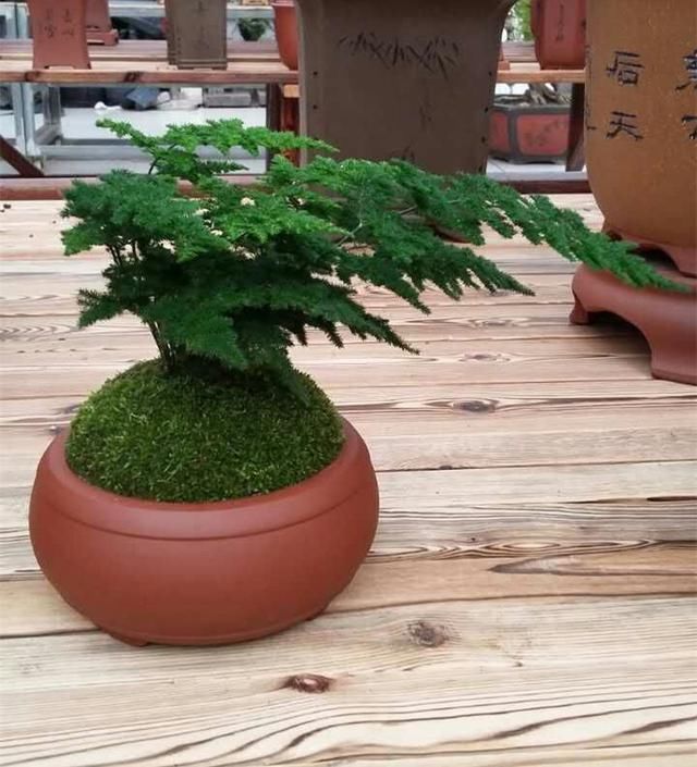 非常受欢迎的盆栽,型如“迎客松”,四季常绿又好养,比文竹好看