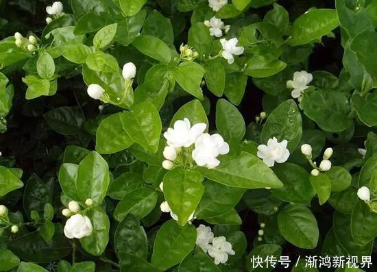 浇水|大爷养茉莉花20年,身高2米花满枝头,请教过后才知他是这么养的