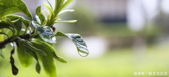 两种天然养花水,碰上就别错过,换着给花浇水,新芽呼呼冒!