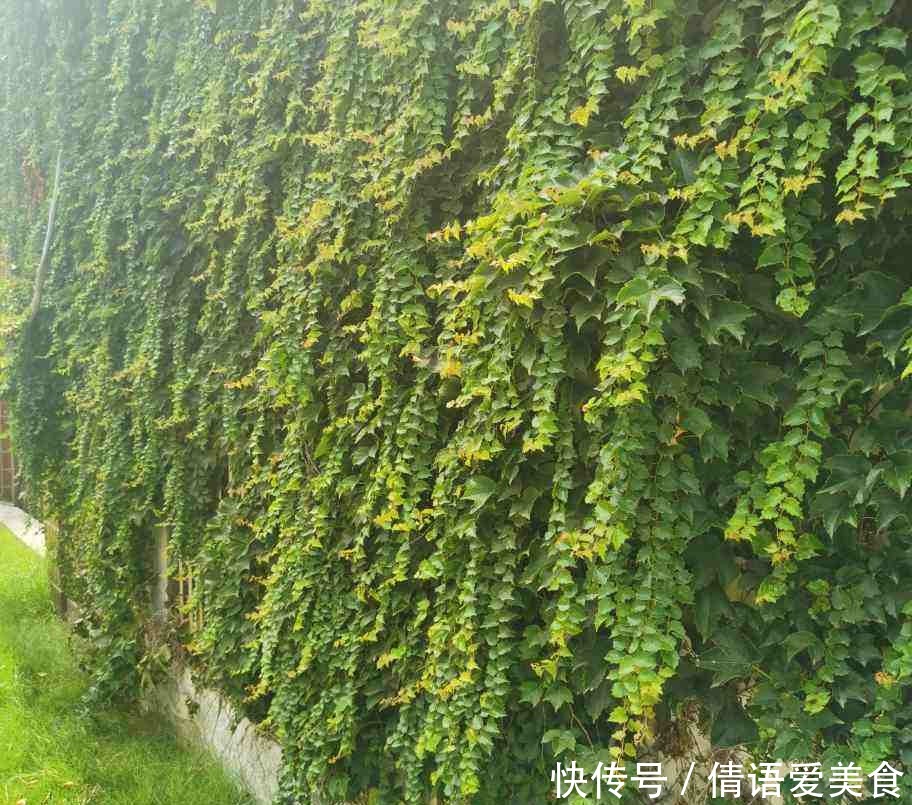 花友|有院子的花友要注意，4种植物易招蛇，最好少养！