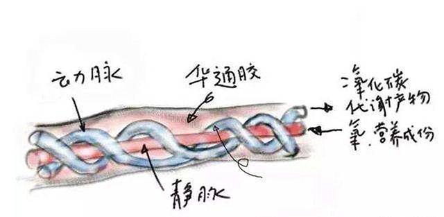 脐带|孕妈怀孕7个月脐带悄然断裂,很可能是“它”引起的,孕妈要注意
