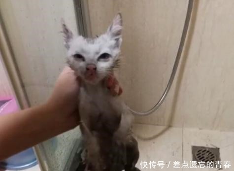 猫的瞳孔为什么是竖的