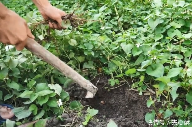 挑战|发现一种好吃的野草，但是却有一股难闻的味道，要挑战一下吗？