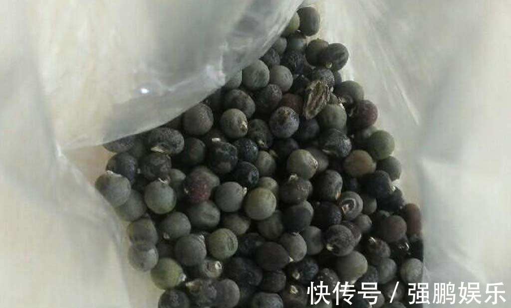 秋葵也能“亲手种”,阳台种2棵,50天开始采摘,一茬又一茬