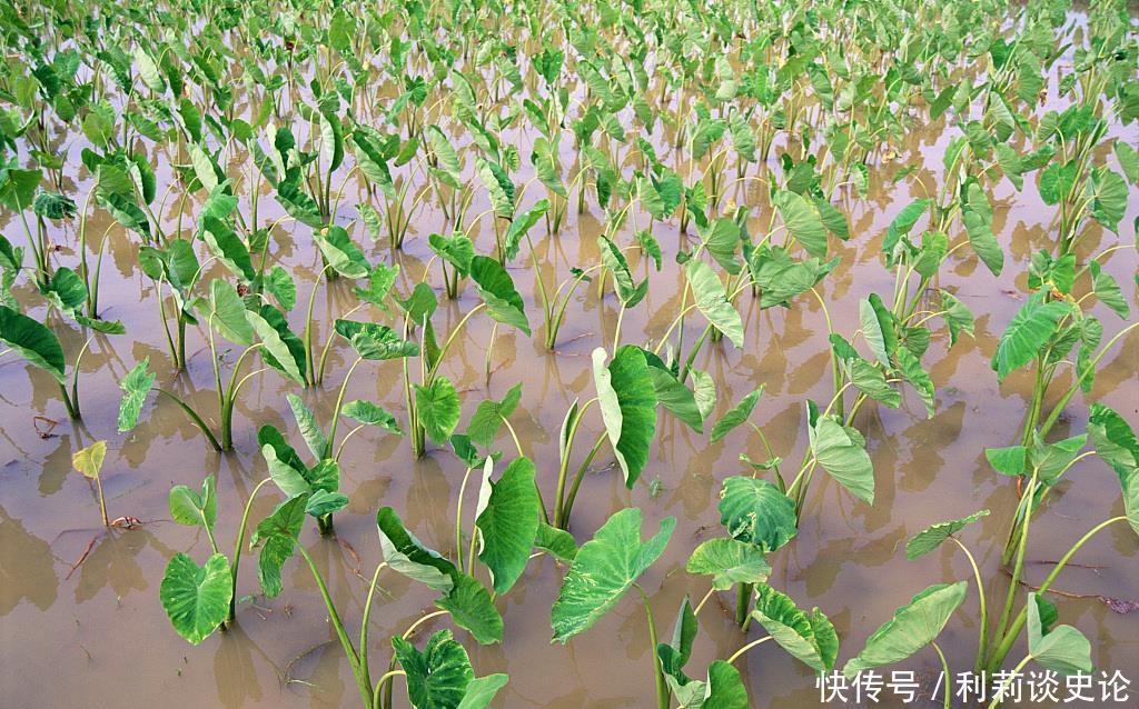 那些年吃过的野菜!农村真正的野味!