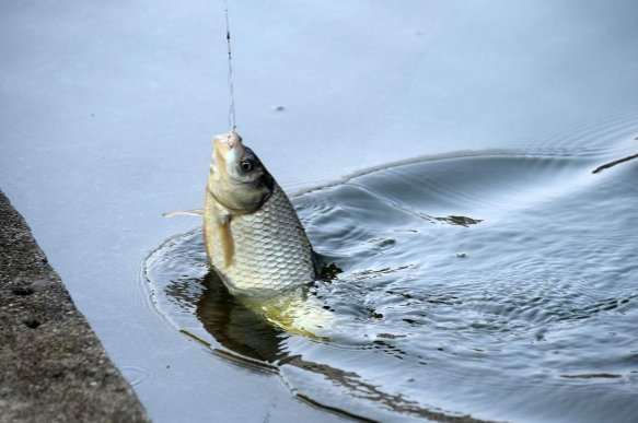 实用|夜钓的一些经验助你成功爆护,非常实用