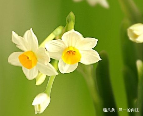 懂花人见了都避开的三种花,号称植物界的毒花,千万不要再养了