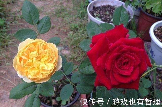 花朵|30个浓香月季品种，你喜欢哪一种养一棵满院飘香！