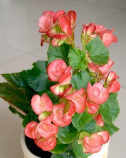 厨房里的1种调味剂,给花喝一勺,啥花都疯长,连施肥都省了