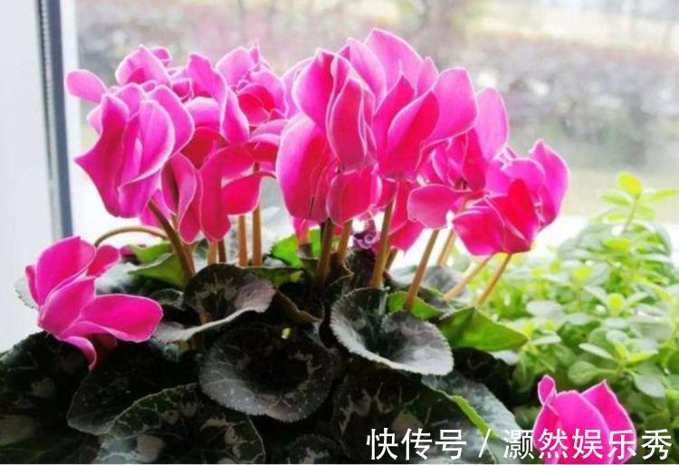 花卉|适合养在阳台的花卉，一年四季开花不断，家里变成花海