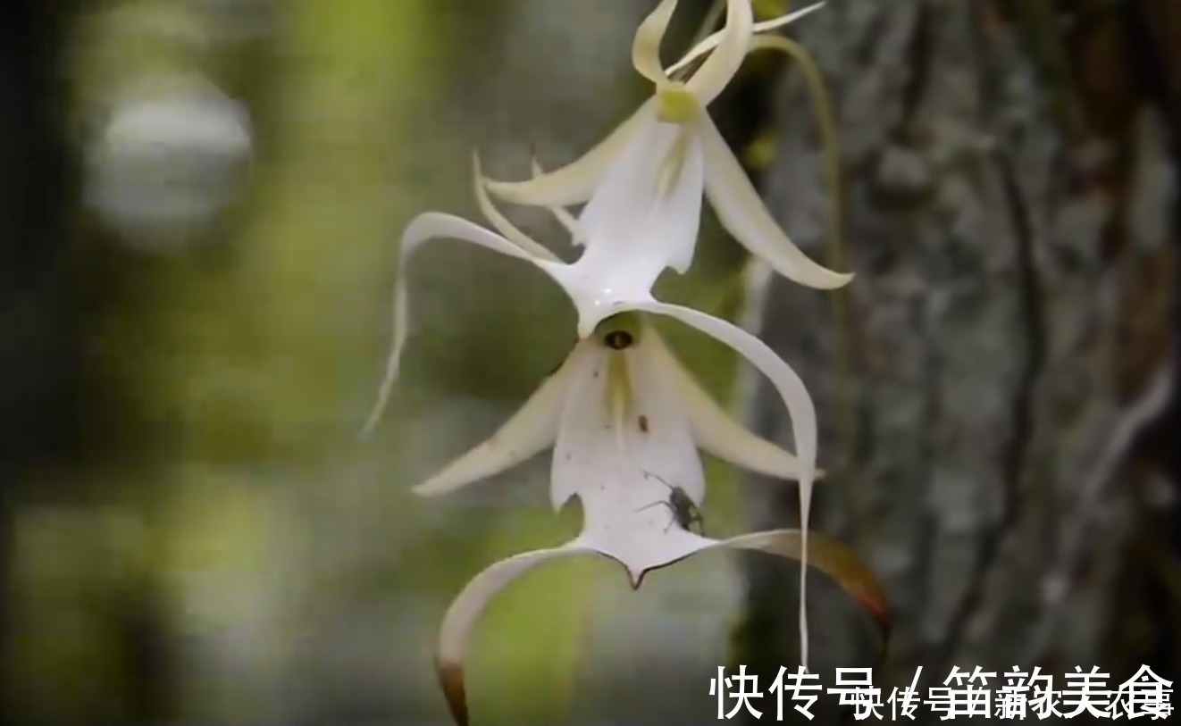 中国兰|“空中幽灵”现身喜马拉雅山,形似跳跃的青蛙,轰动了兰花界