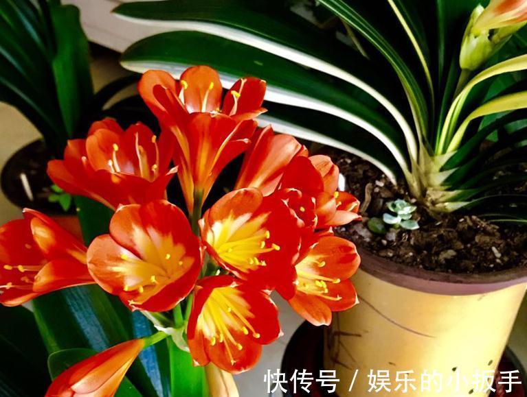 君子兰冬天不开花怎么办?打开1个小机关,盆栽当月就抽箭开花