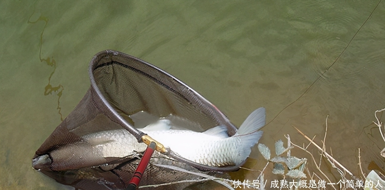 玉米面饵|廉价的自制饵料,竟是大鱼克星?“玉米面饵”的妙用很少有人知道