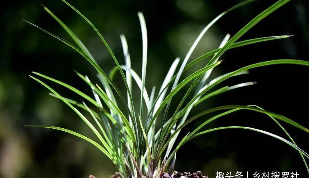 兰叶|这样养兰花,不用施肥不必喷药,兰苗肥壮花苞多