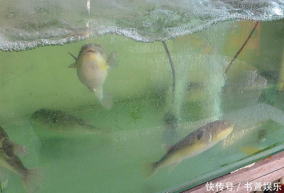 因毒性太強(qiáng)被禁止銷售，至今尚未完全解禁，卻依然有人冒死吃它