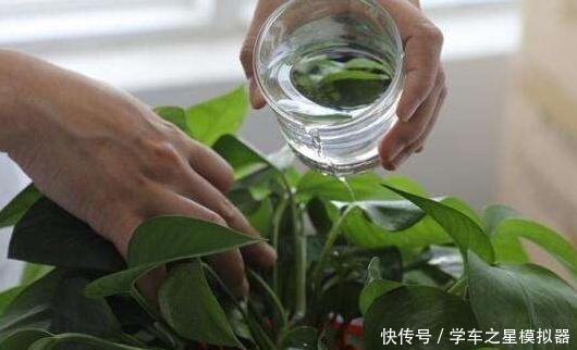 绿萝、吊兰“新玩法”,1片药加上几粒肥,半年养成“绿瀑布”!