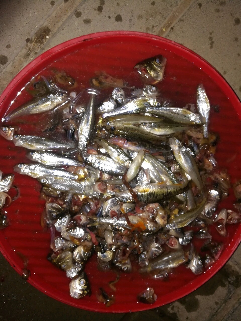 他养花“自制”有机肥,1月只浇“2瓶盖”,效果惊人,花肥不用买