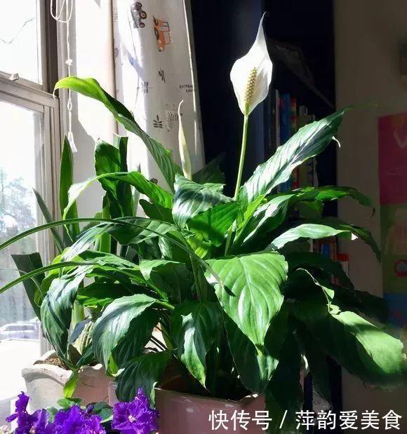 路边捡点它,开水一烫扔盆里,养花10年不烂根!