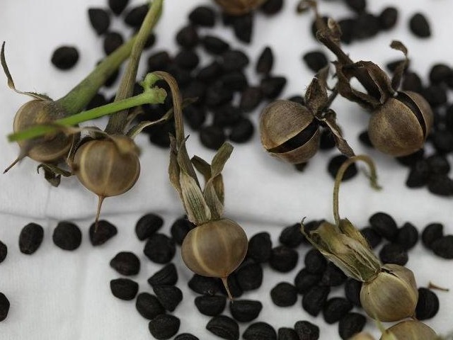 老郎中|墙角一朵花,种子能治病!咽喉肿痛、腰疼、水肿、咳嗽立马见效