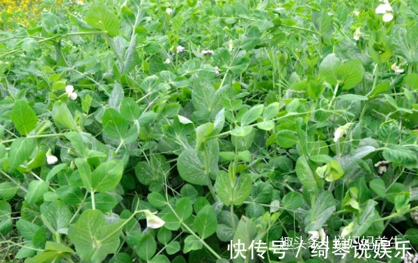 水芥|女人30过后不想老得快，多吃这些野菜，补血益气、排毒美容！
