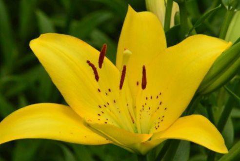 4种花是懒人的最爱,有阳光就爆盆,给点水就疯长,好养易活