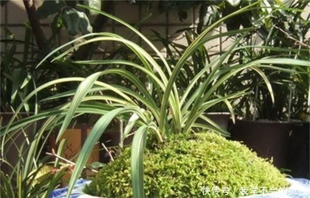 兰花常常养出“馒头堆”,这种造型好处多,预防病虫,花苞冒得多